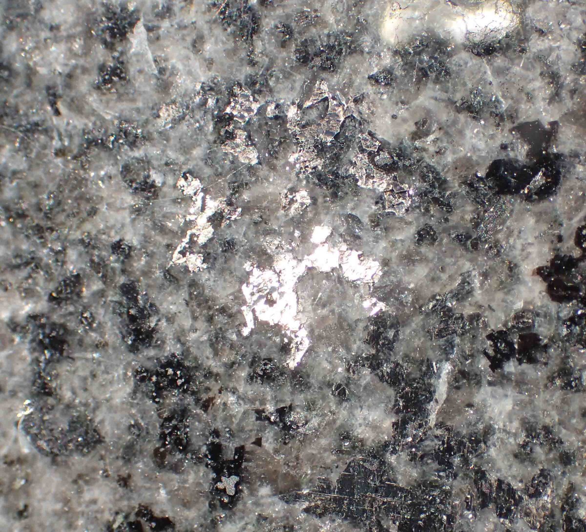 f:id:Naturalhistory:20191213142132j:plain