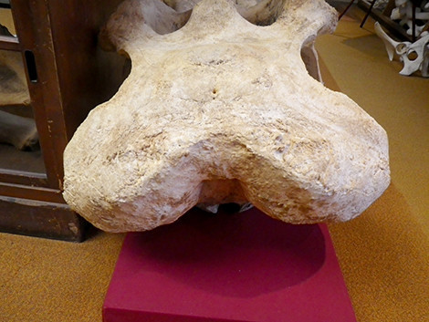f:id:Naturalhistory:20191214153855j:plain