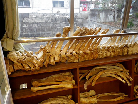 f:id:Naturalhistory:20191214153940j:plain