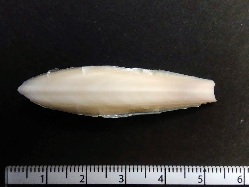 f:id:Naturalhistory:20191226161421j:plain