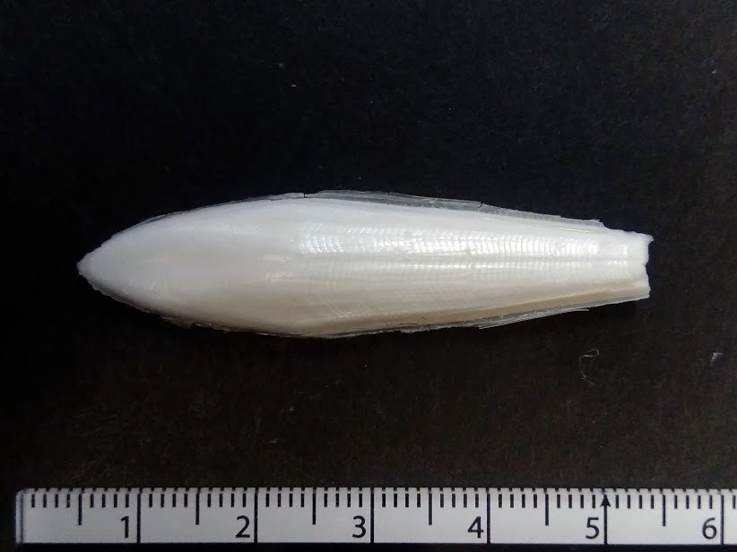 f:id:Naturalhistory:20191226161440j:plain
