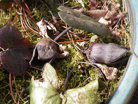 f:id:Naturalhistory:20200109124117j:plain f:id:Naturalhistory:20200109124117j:plain