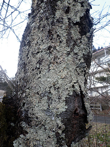 f:id:Naturalhistory:20200109152039j:plain