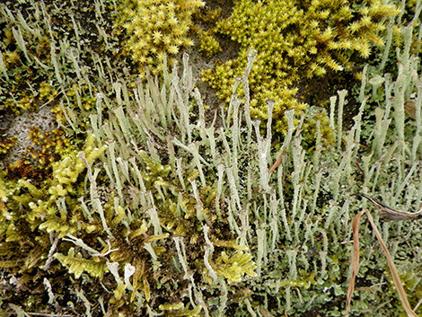 f:id:Naturalhistory:20200116133203j:plain