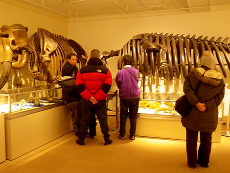 f:id:Naturalhistory:20200118112834j:plain
