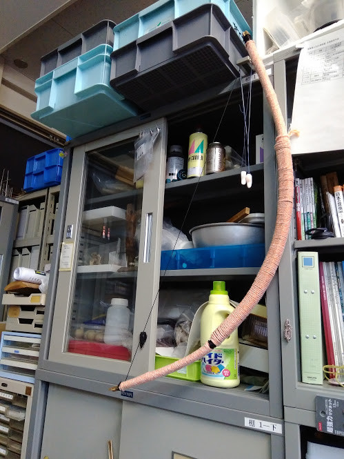 f:id:Naturalhistory:20200119162328j:plain