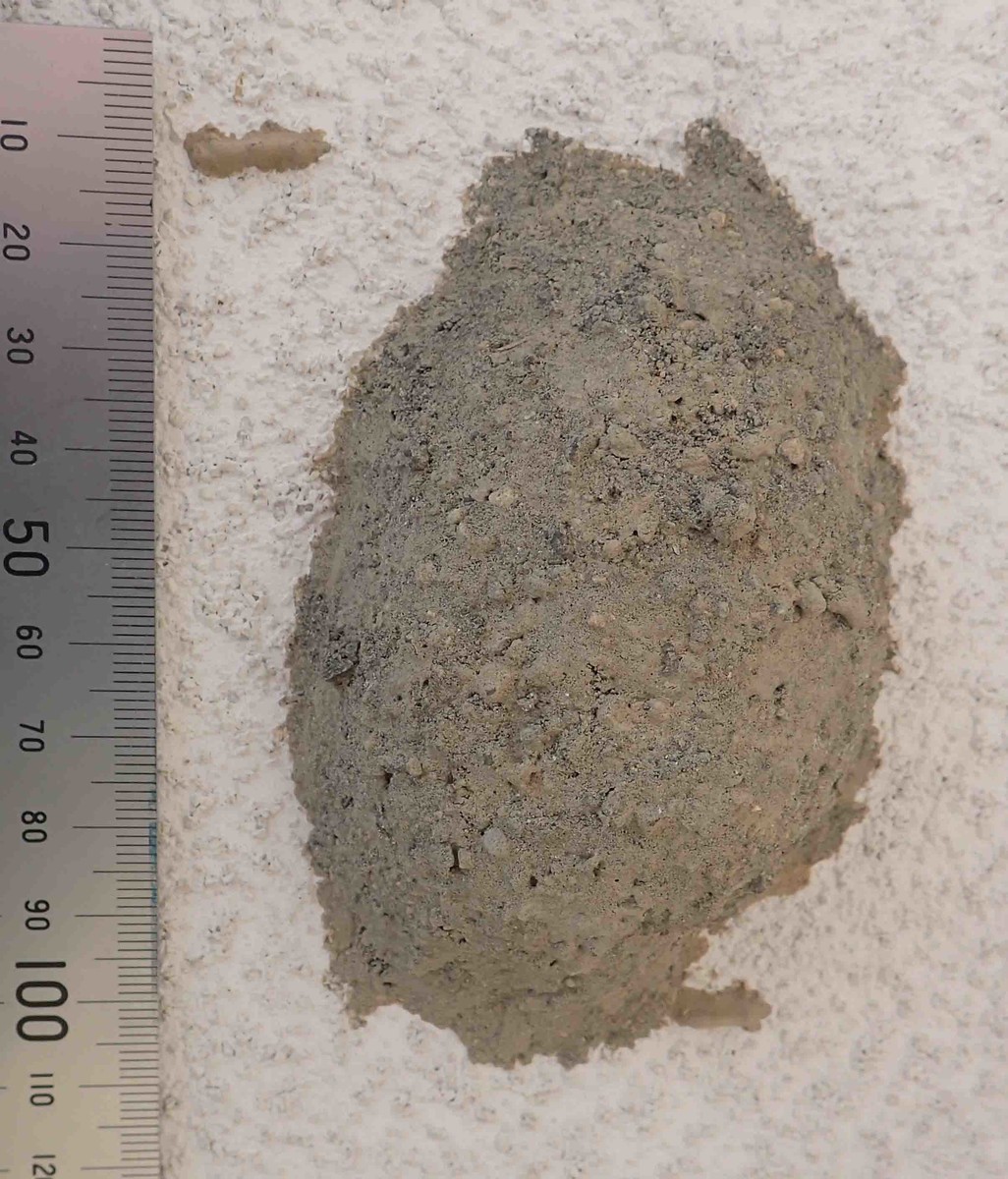 f:id:Naturalhistory:20200126133042j:plain