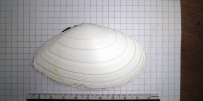 f:id:Naturalhistory:20200129171003j:plain f:id:Naturalhistory:20200129171003j:plain