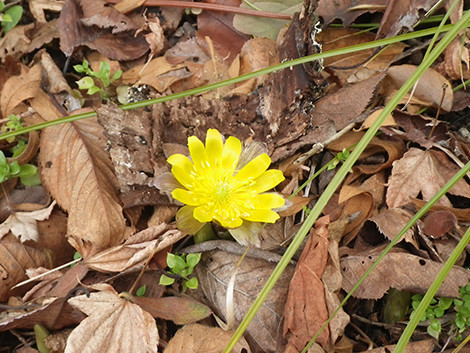 f:id:Naturalhistory:20200130123437j:plain