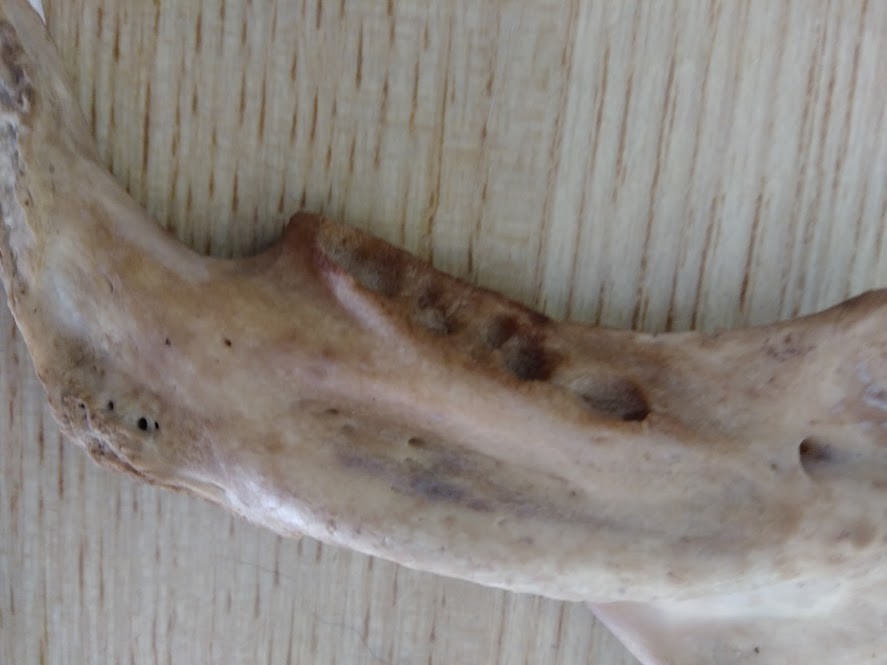 f:id:Naturalhistory:20200202164953j:plain