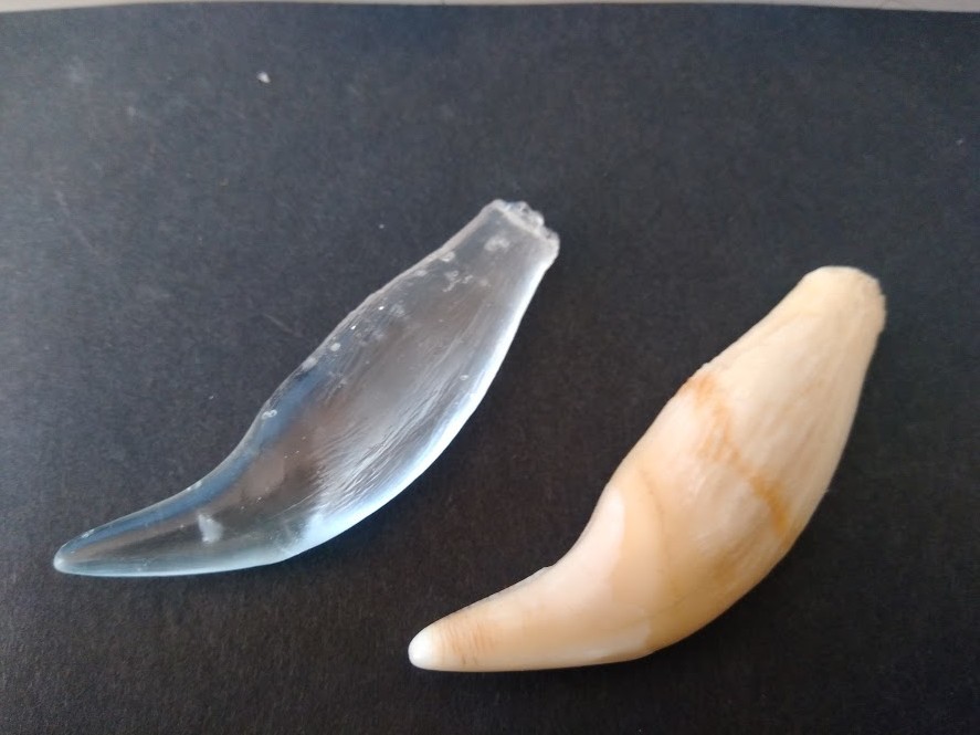 f:id:Naturalhistory:20200207141606j:plain
