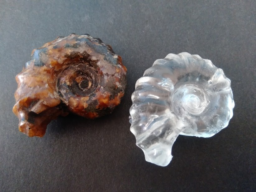 f:id:Naturalhistory:20200207162627j:plain
