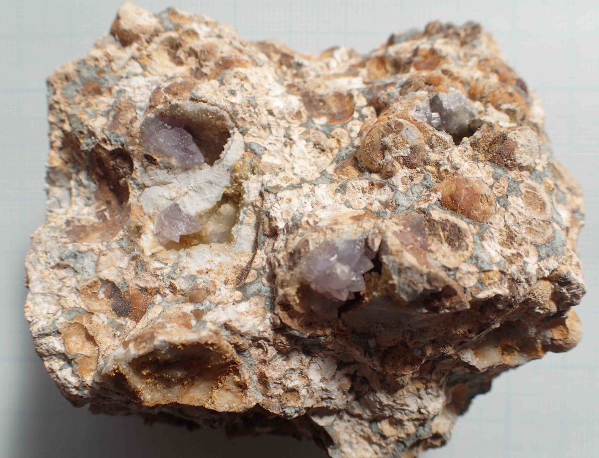 f:id:Naturalhistory:20200212135232j:plain