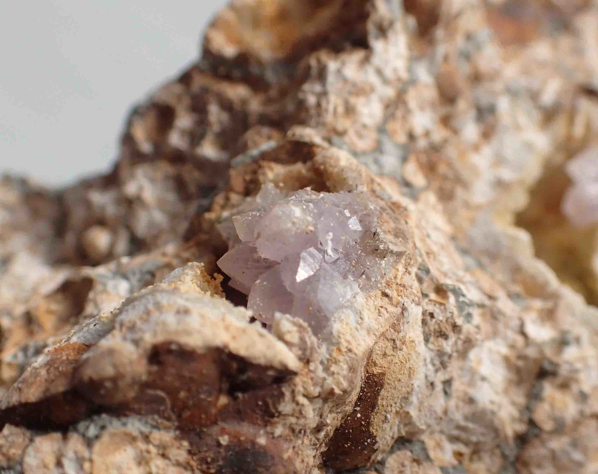 f:id:Naturalhistory:20200212135300j:plain