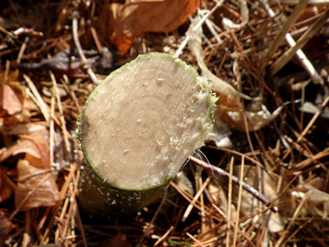 f:id:Naturalhistory:20200213105457j:plain