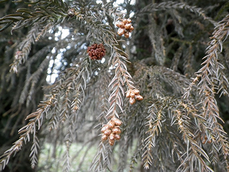 f:id:Naturalhistory:20200217143911j:plain