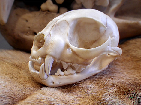 f:id:Naturalhistory:20200222152629j:plain