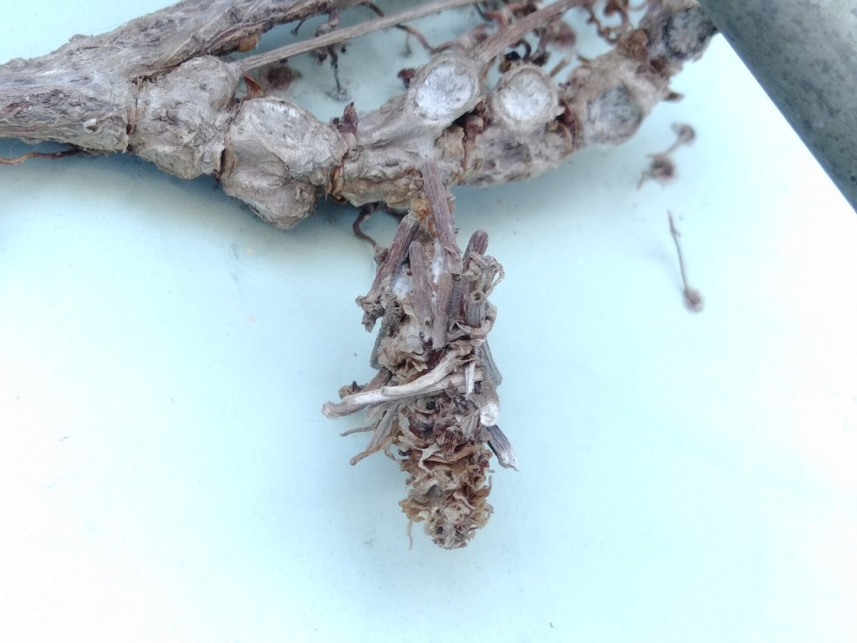 f:id:Naturalhistory:20200223164502j:plain
