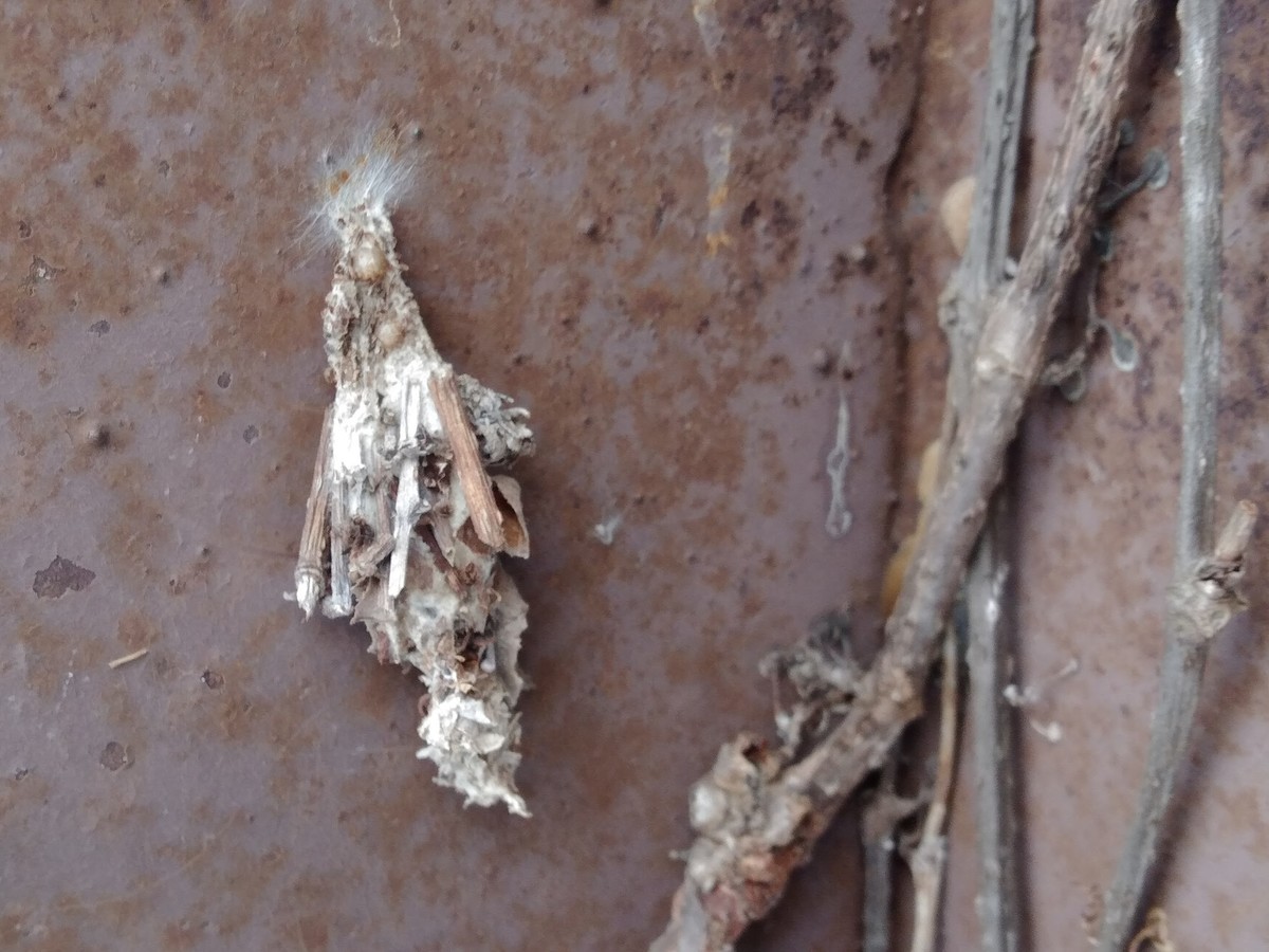 f:id:Naturalhistory:20200223164648j:plain