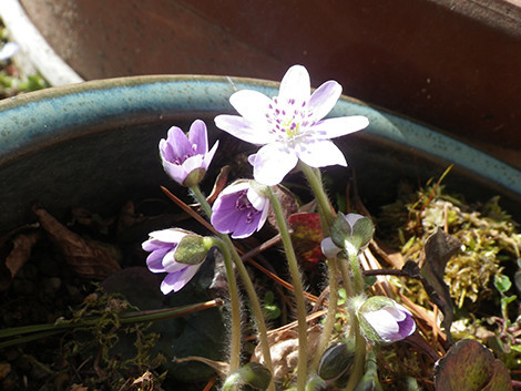 f:id:Naturalhistory:20200224133451j:plain
