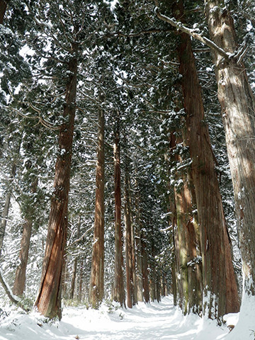 f:id:Naturalhistory:20200228171817j:plain