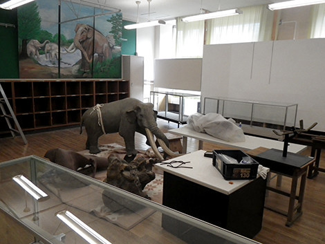 f:id:Naturalhistory:20200303165053j:plain