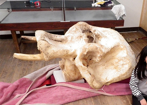 f:id:Naturalhistory:20200305164431j:plain
