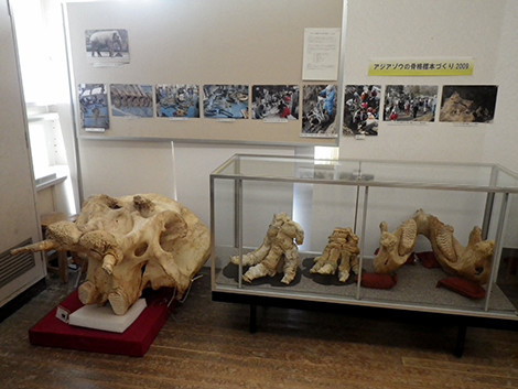 f:id:Naturalhistory:20200319160236j:plain