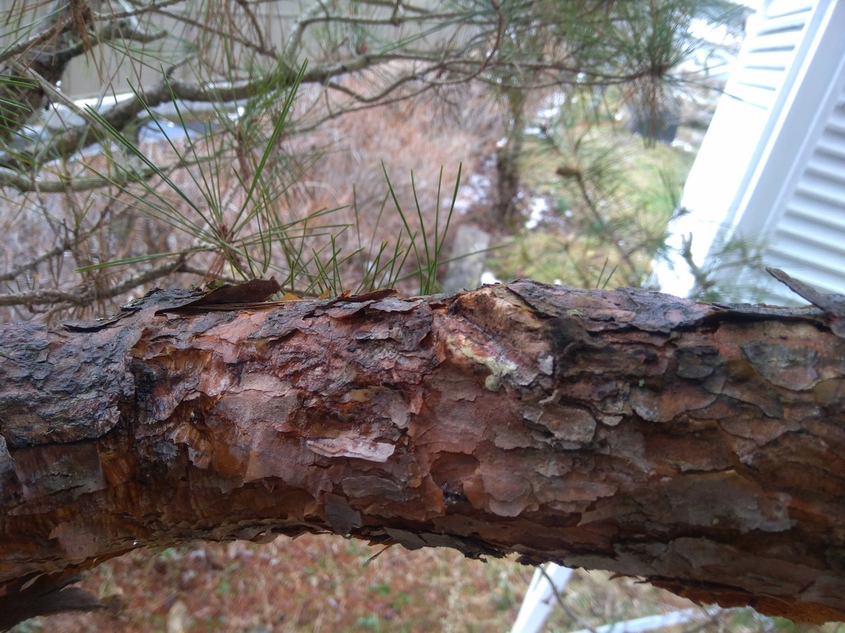 f:id:Naturalhistory:20200324165702j:plain f:id:Naturalhistory:20200324165702j:plain