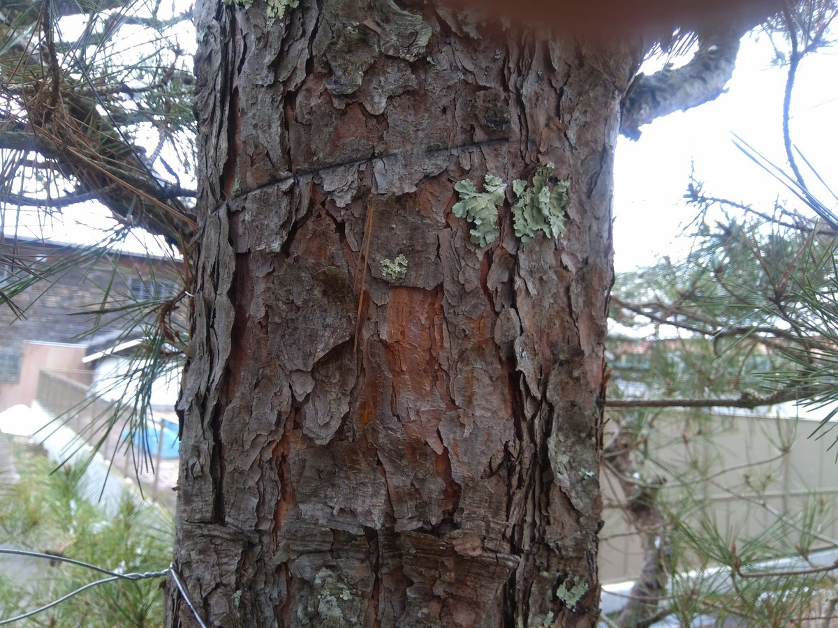 f:id:Naturalhistory:20200324165906j:plain f:id:Naturalhistory:20200324165906j:plain