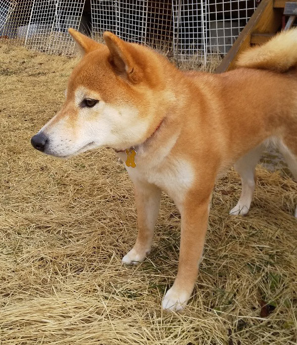 f:id:Naturalhistory:20200401160743j:plain f:id:Naturalhistory:20200401160743j:plain