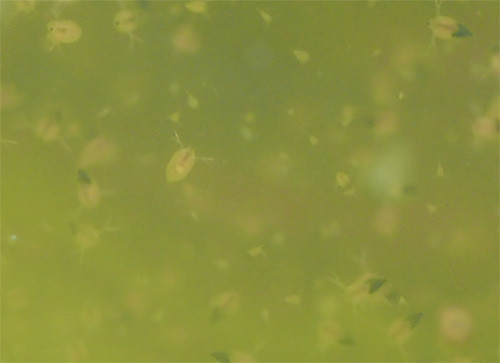 f:id:Naturalhistory:20200402165405j:plain