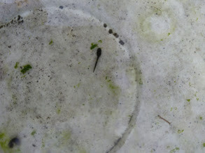 f:id:Naturalhistory:20200402165919j:plain