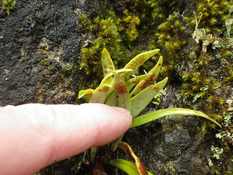 f:id:Naturalhistory:20200418144353j:plain f:id:Naturalhistory:20200418144353j:plain