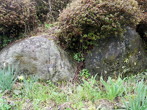 f:id:Naturalhistory:20200418150608j:plain f:id:Naturalhistory:20200418150608j:plain