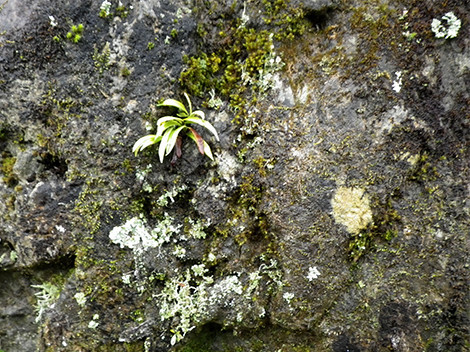 f:id:Naturalhistory:20200418150629j:plain f:id:Naturalhistory:20200418150629j:plain