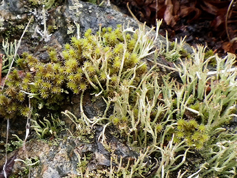 f:id:Naturalhistory:20200418151627j:plain f:id:Naturalhistory:20200418151627j:plain