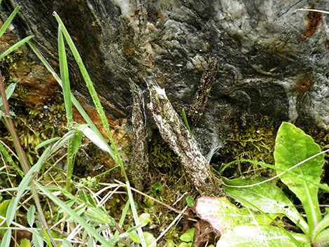f:id:Naturalhistory:20200418151822j:plain f:id:Naturalhistory:20200418151822j:plain
