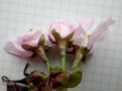 f:id:Naturalhistory:20200421142106j:plain f:id:Naturalhistory:20200421142106j:plain