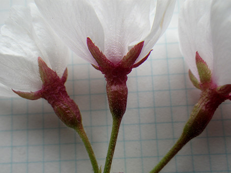f:id:Naturalhistory:20200421142413j:plain f:id:Naturalhistory:20200421142413j:plain