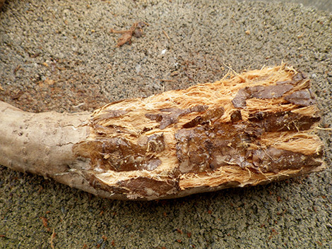 f:id:Naturalhistory:20200423153035j:plain