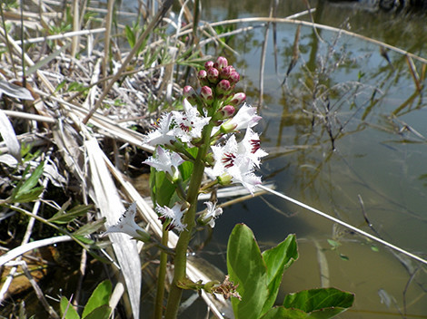 f:id:Naturalhistory:20200425124906j:plain
