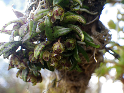 f:id:Naturalhistory:20200425125233j:plain