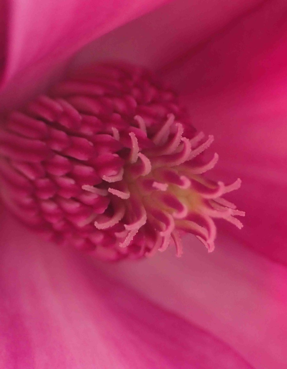 f:id:Naturalhistory:20200503121550j:plain