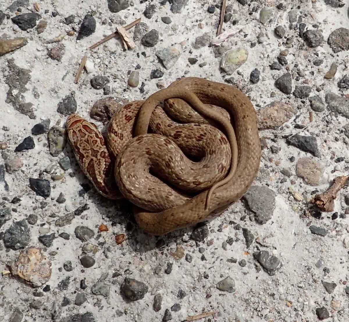 f:id:Naturalhistory:20200504103055j:plain