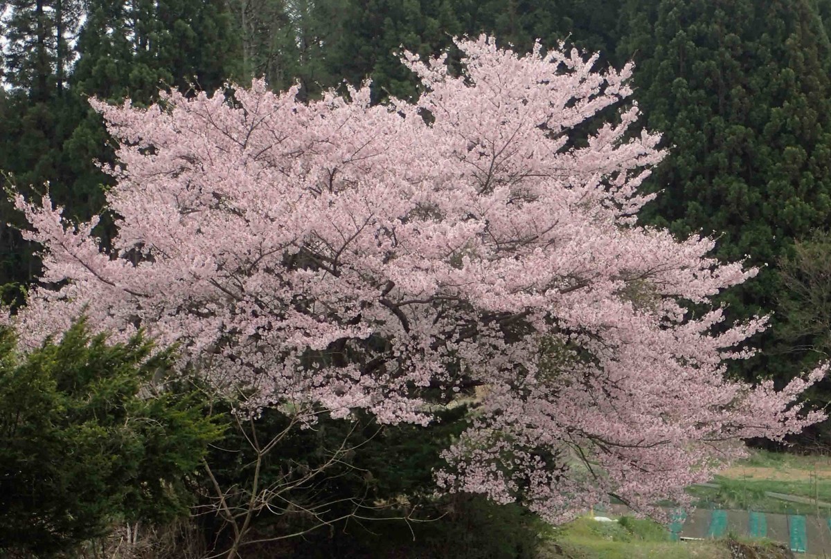 f:id:Naturalhistory:20200504131944j:plain