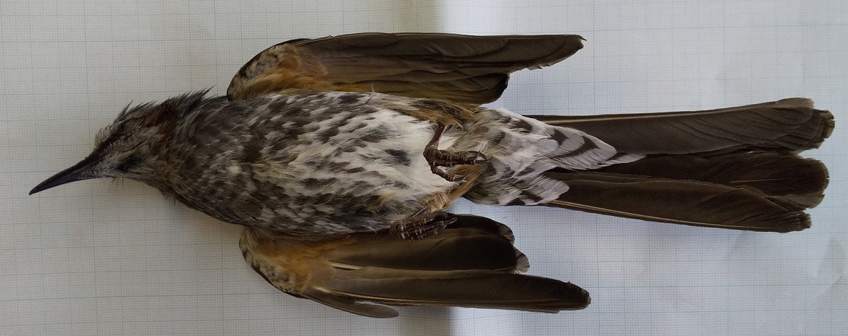 f:id:Naturalhistory:20200504153127j:plain