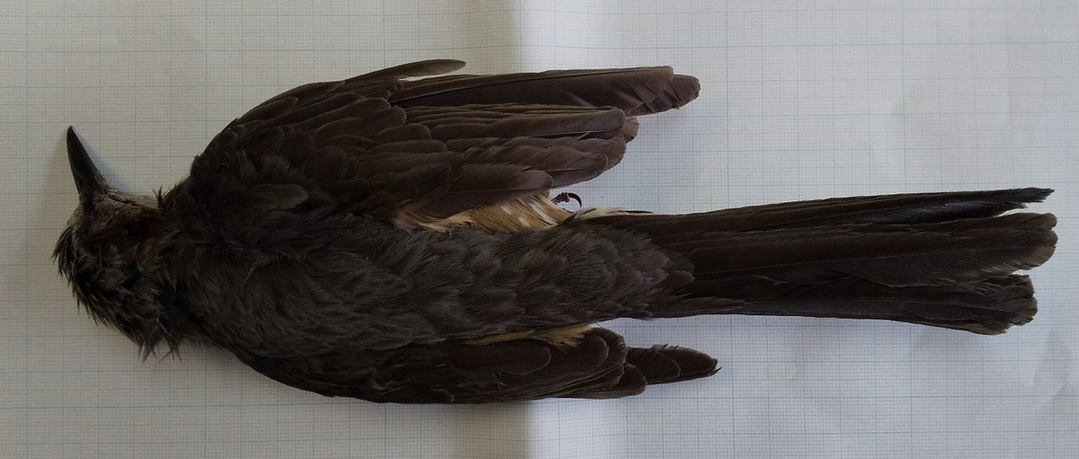 f:id:Naturalhistory:20200504153158j:plain