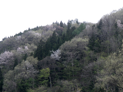 f:id:Naturalhistory:20200505162631j:plain