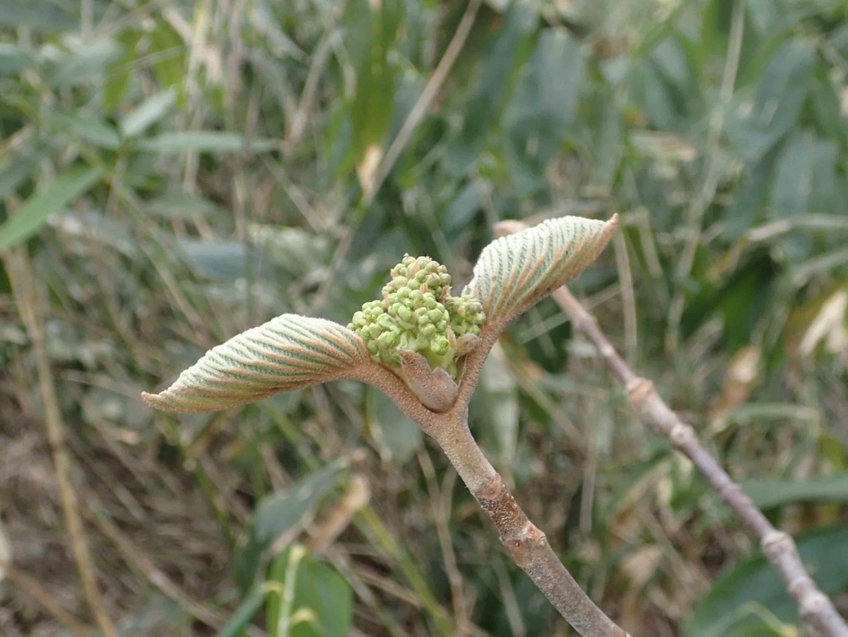 f:id:Naturalhistory:20200506160550j:plain